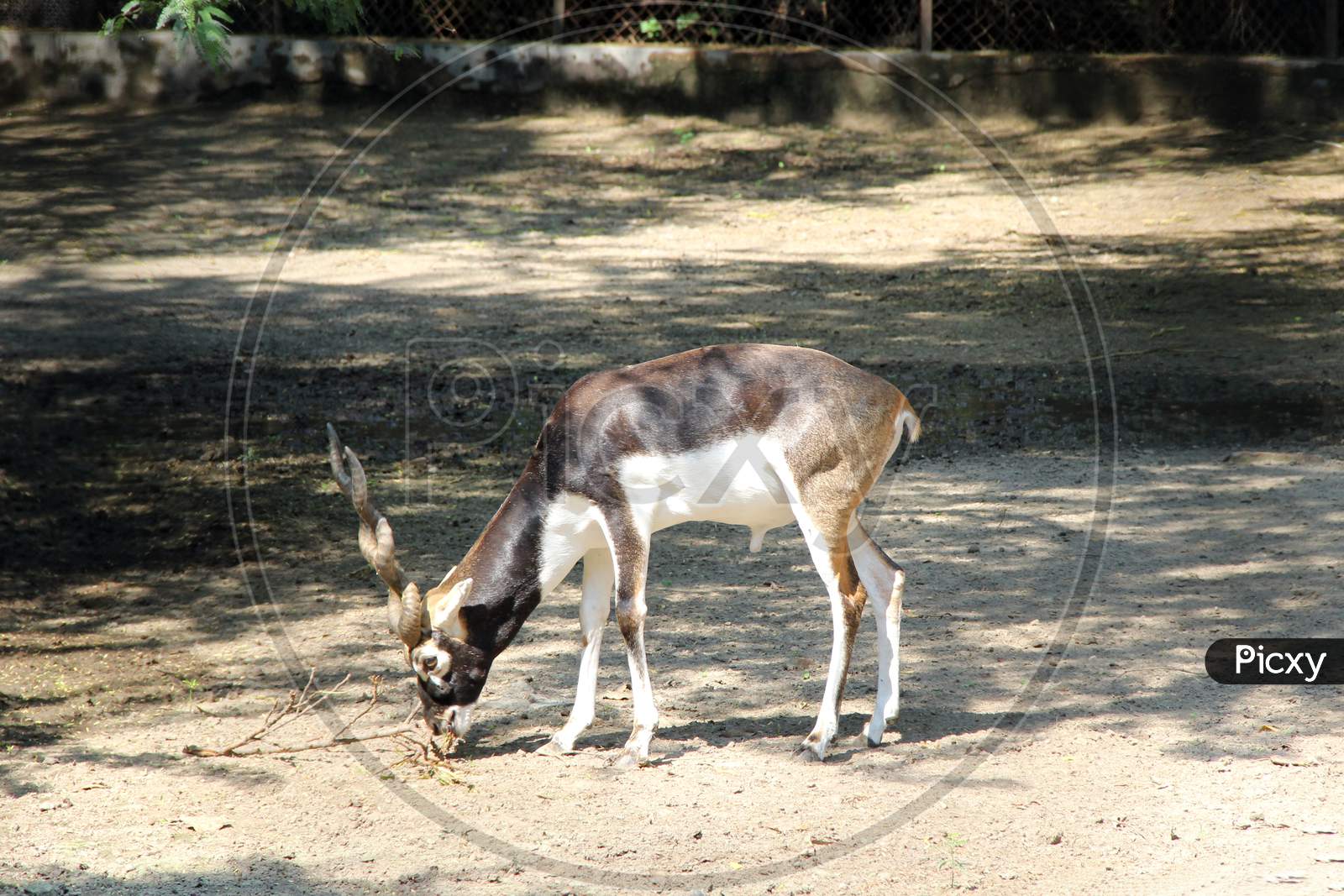 An Indian Blackbuck (Antilope cervicapra, also known as the Indian antelope)