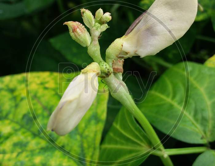 Flower Photography food flower long beans