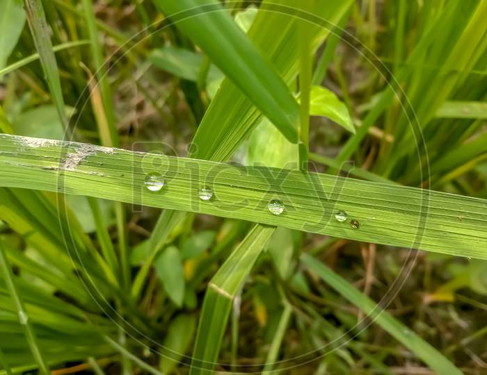 Dew drops on grass