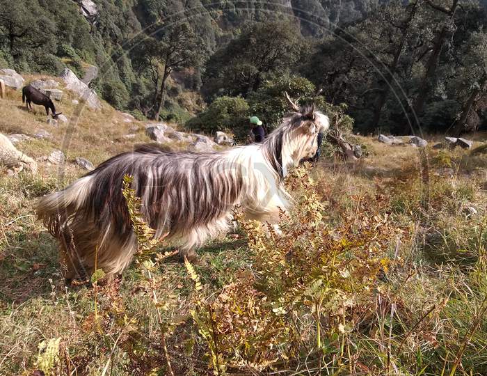 Himalayan Goat
