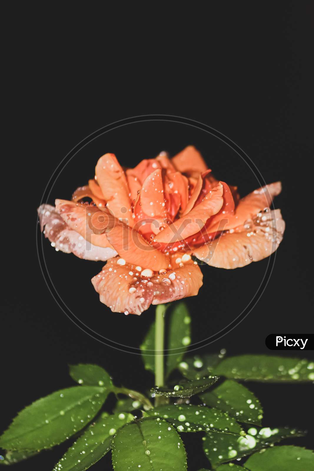 orange rose with water drops