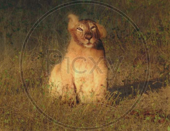 Asiatic Lion Cub