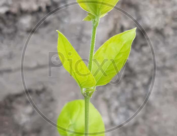 An arabian jasmine branch