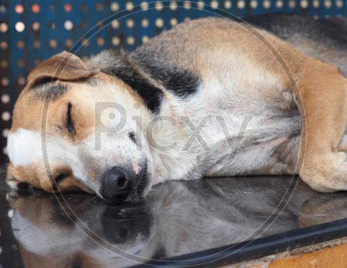 Indian Street dog sleep in a garden