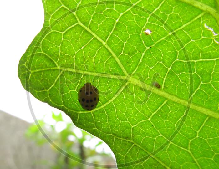 Ladybird under a leaf