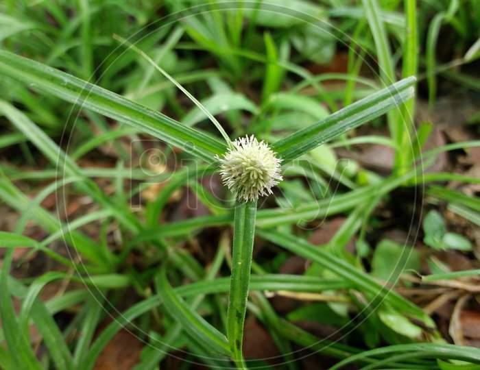 Growth grass flower in plant