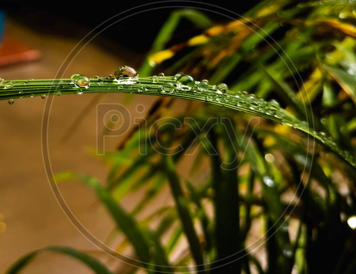 Close-up shot of Water droplets on paddy plants