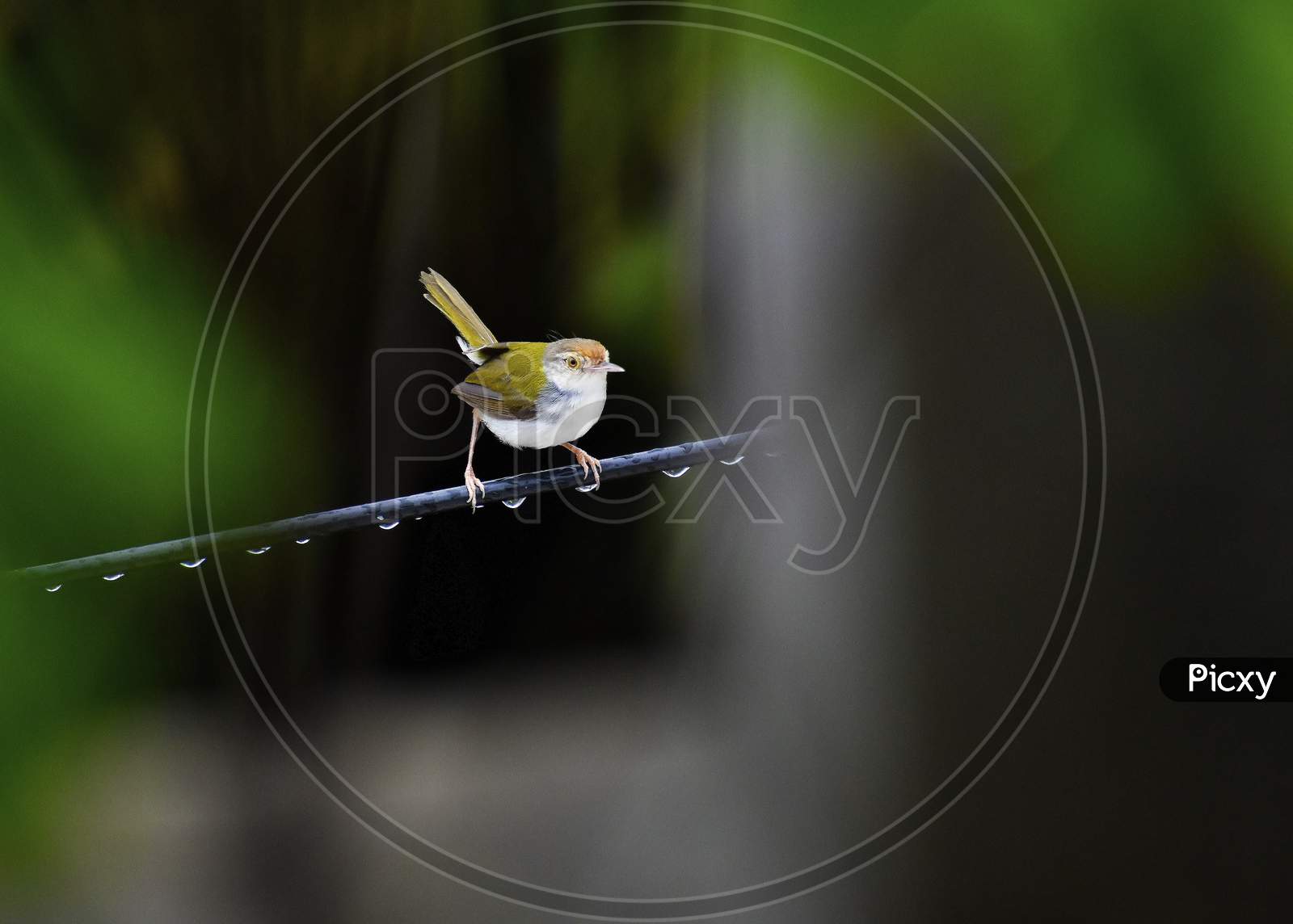 A beautiful common tailorbird sitting on the wet wire