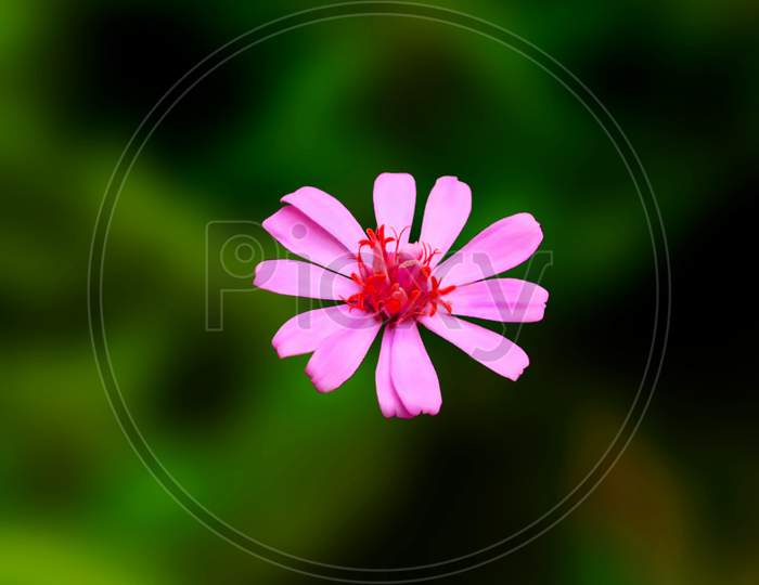 Small Pinky flower