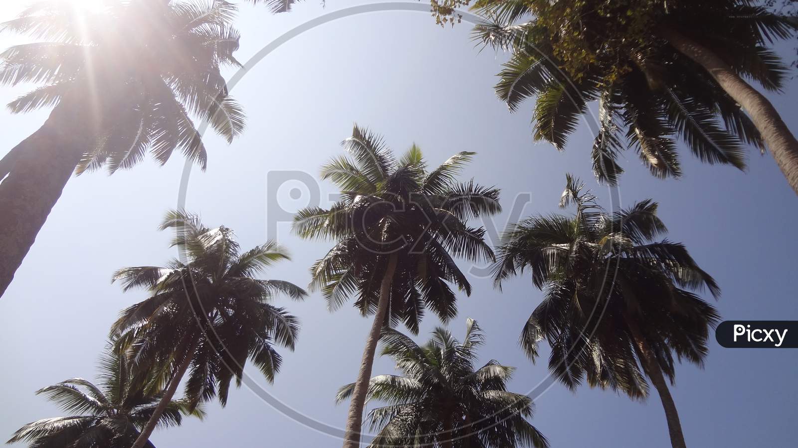 Port Blair Coconut Trees