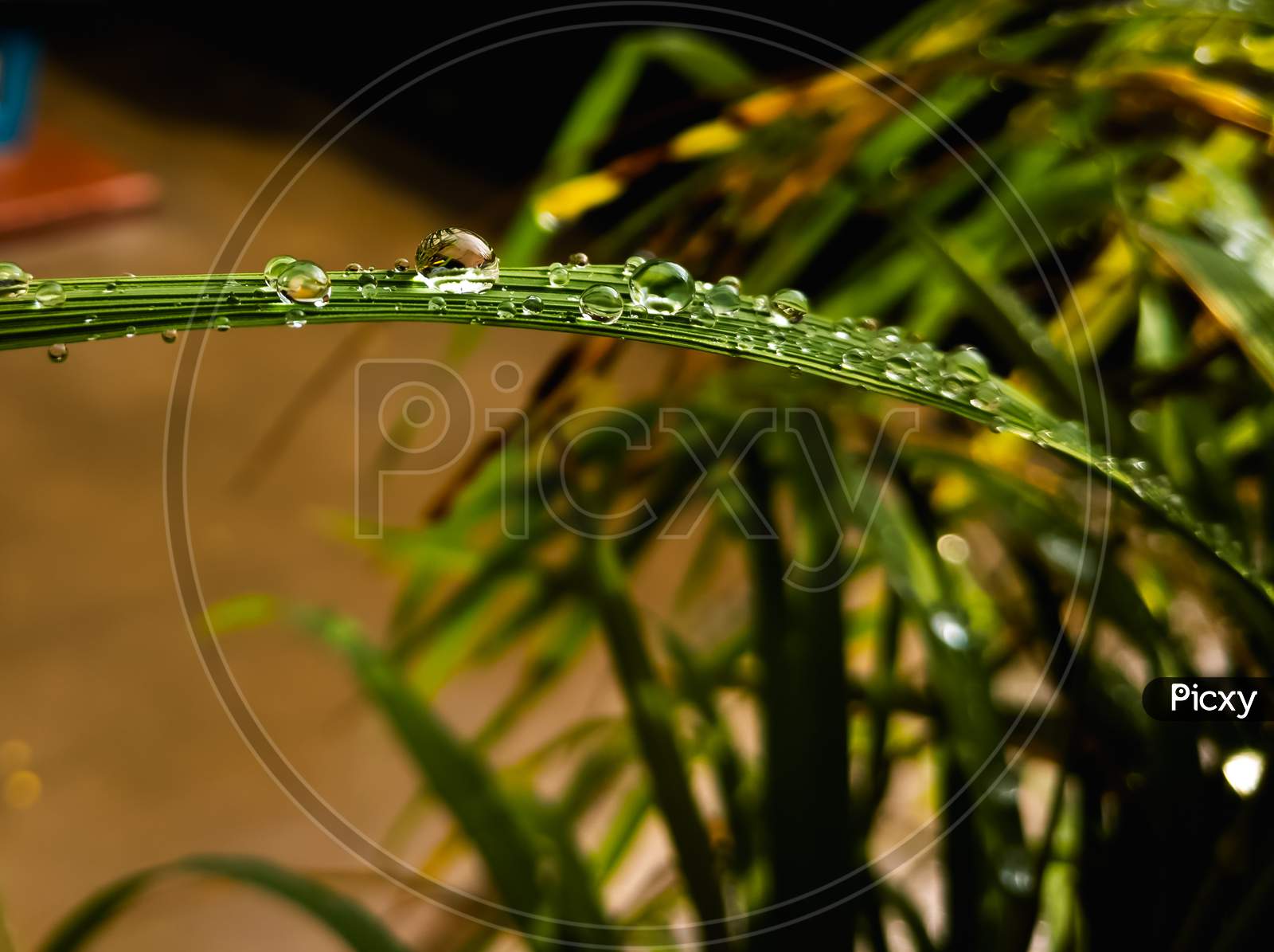 Close-up shot of Water droplets on paddy plants