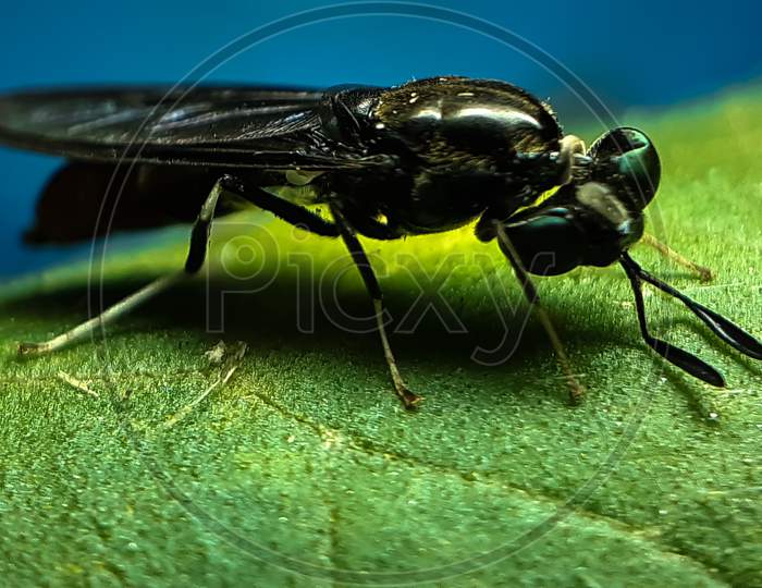 A Black Insect Sitting On A Green Leaf And Reflecting Sunlight.