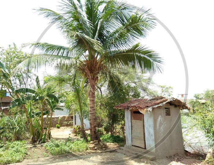 Coconut palm and banana tree in village, beautiful pic