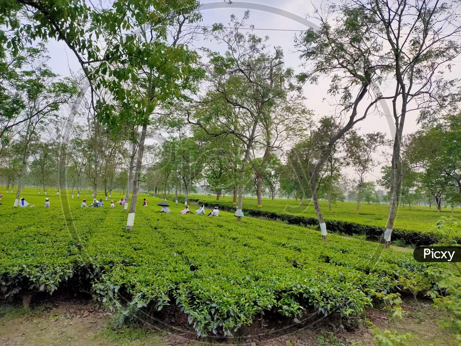 Tea forest in Siliguri