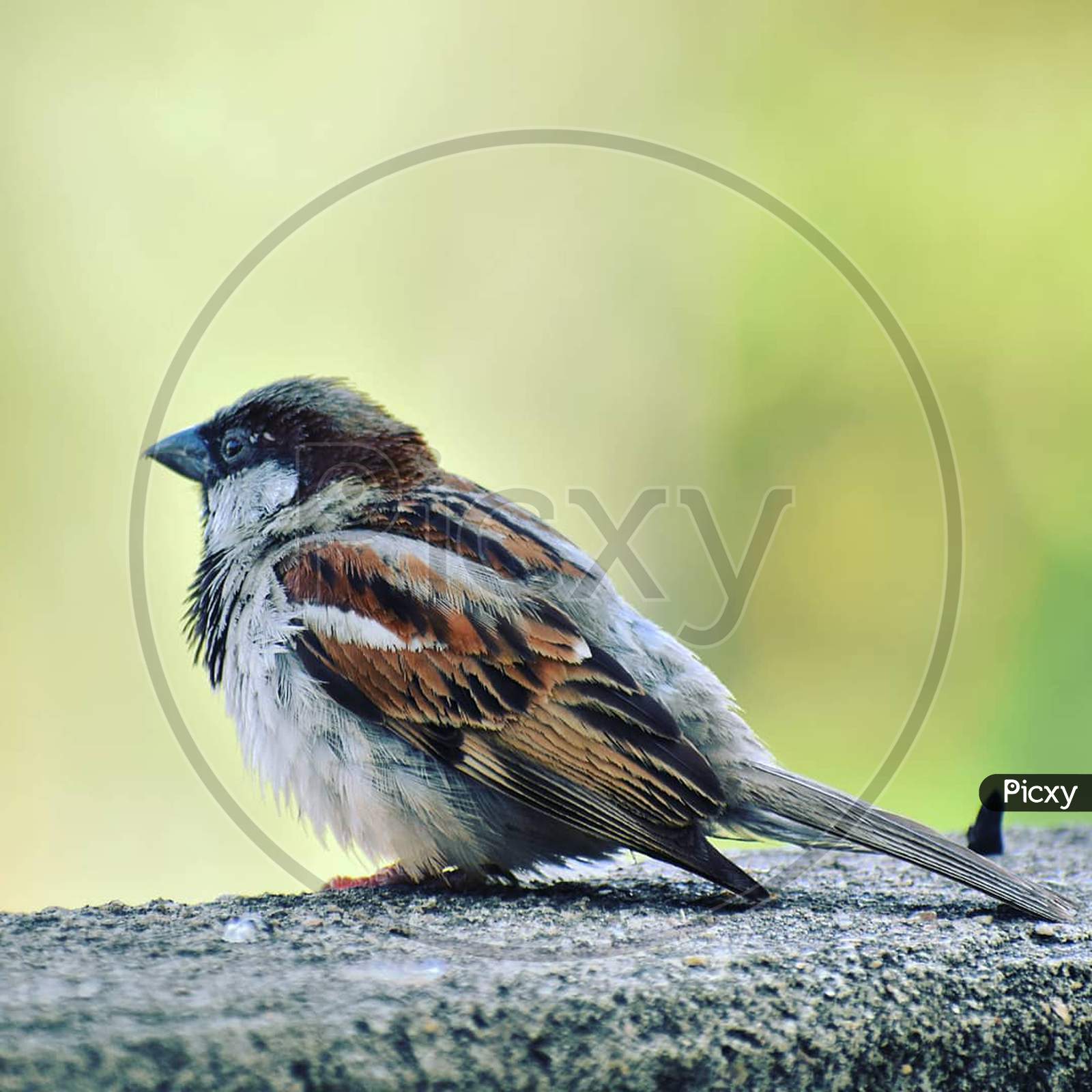 sparrow taking rest