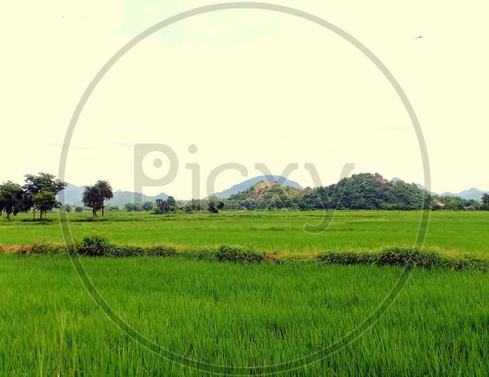 Natural view of paddy field.