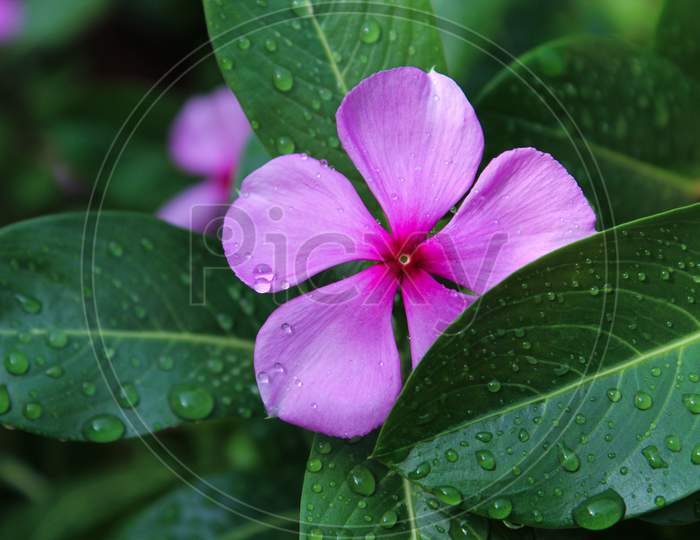pink flower with water drop