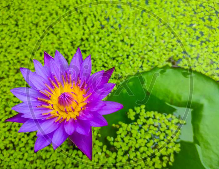 A beautiful pond lily captured