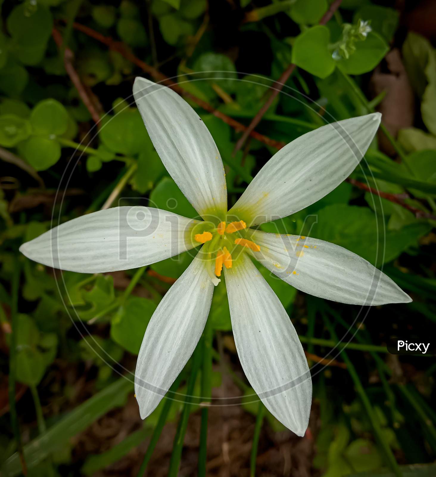 Indian Zephyranthes Candida, A Member Of The Amaryllis Family.