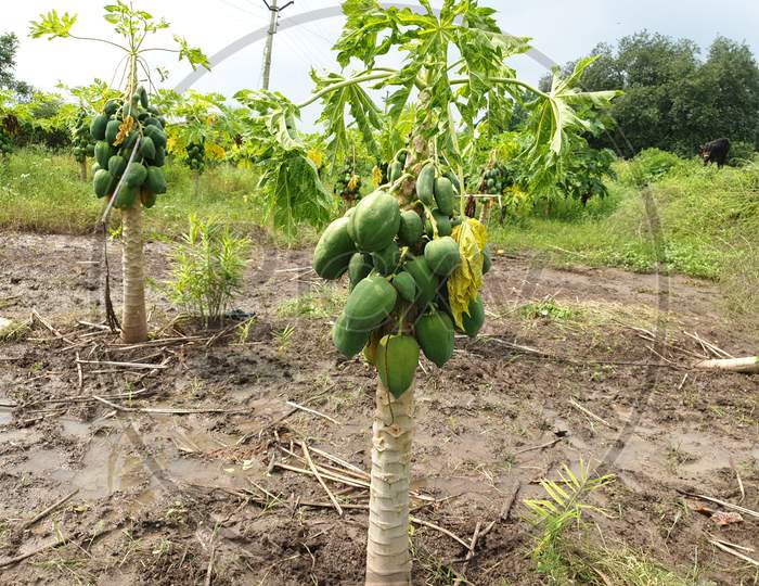 These are the fresh and organic papaya fruits on tree
