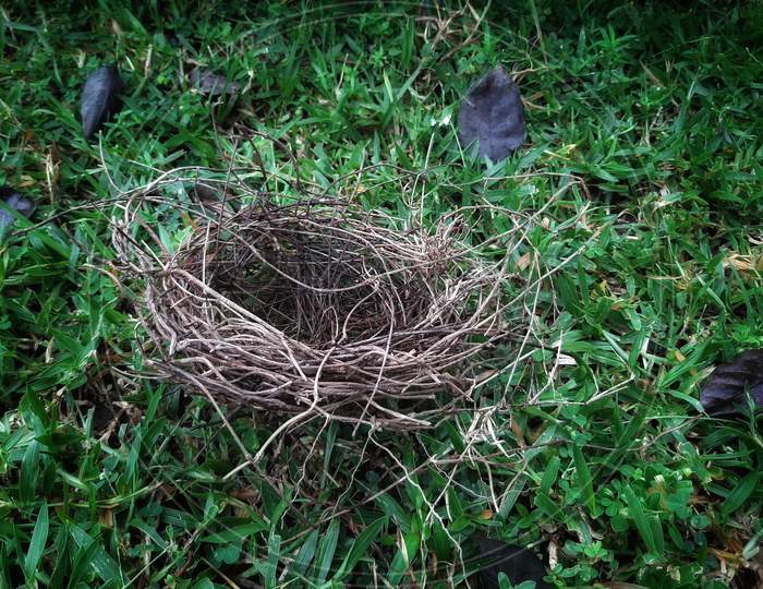 nest upon grass