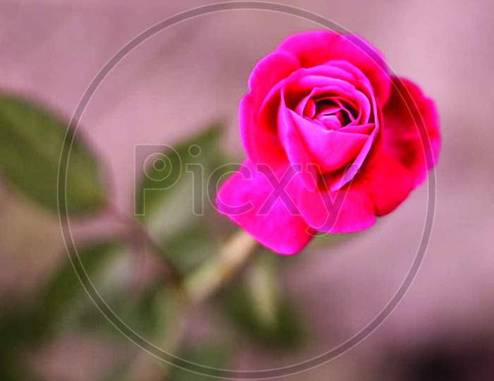 Red Rose,
