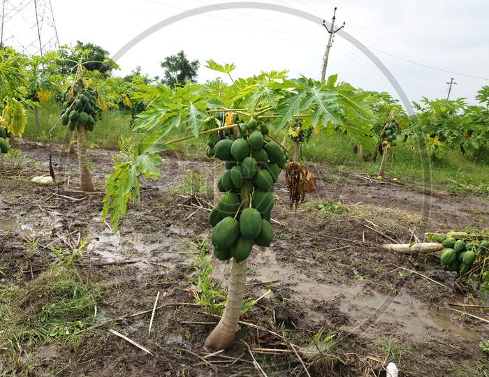 These are the fresh and organic papaya fruits on tree