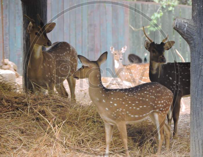Deer Eating Grass In Zoo, Wildlife Photography.