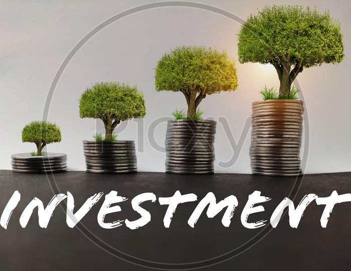plant growing step on coins. concept finance , accounting and investment