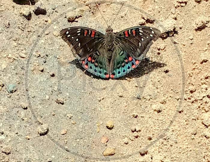 Butterfly .
