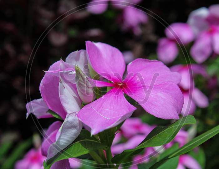 pink flower with water drop