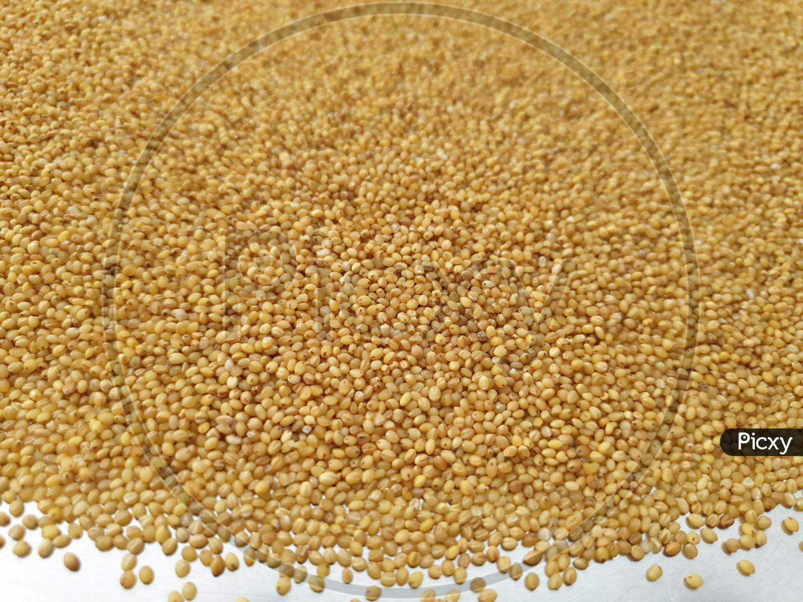 These are the foxtail millet