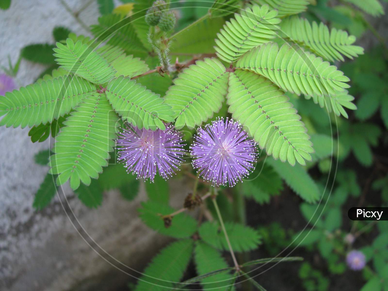 Touch me not plant mimosa pudica