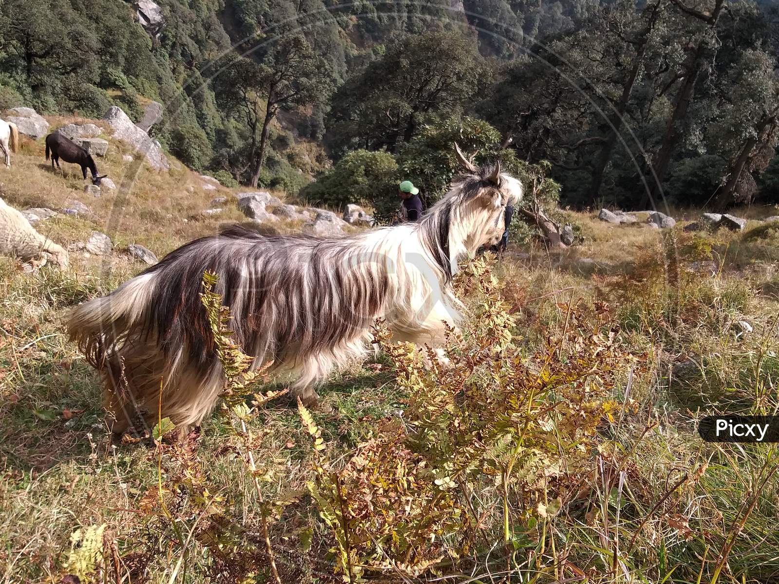 Himalayan Goat
