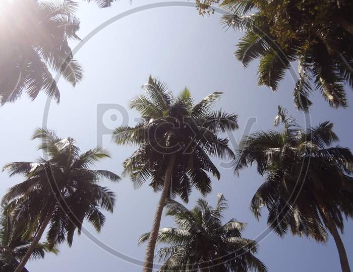 Port Blair Coconut Trees