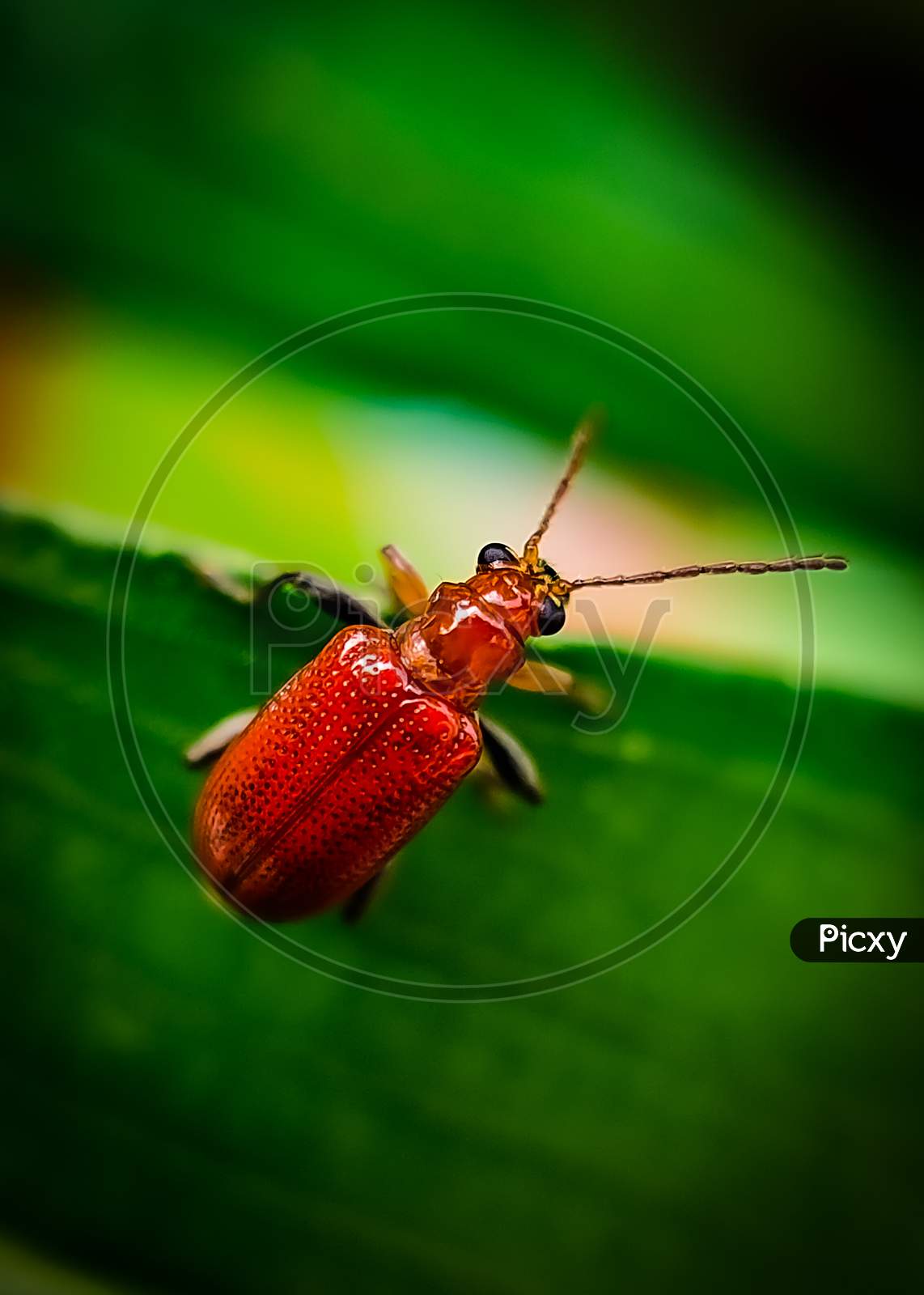Red Lily Beetle