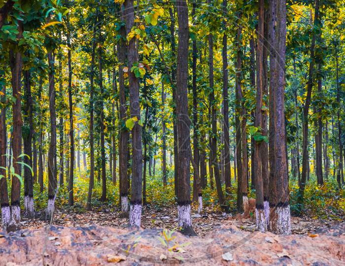 Sal tree in a forest in jhargram, india. Scientific name is Shorea robusta. sal tree native to the Indian subcontinent.