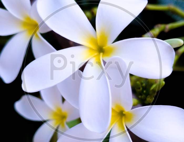 Naag Champa Flower