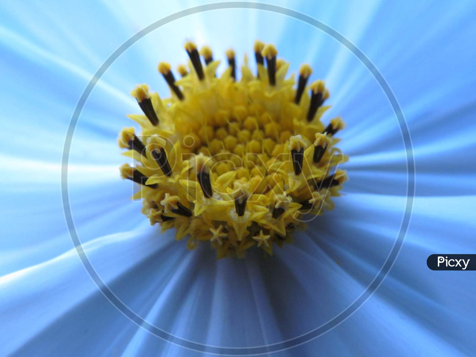 Beautiful Cosmos flower