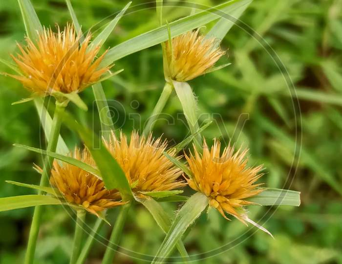 Grass flower,macrophotography