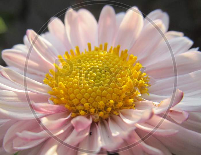 Chrysanthemum flower, Chandramallika