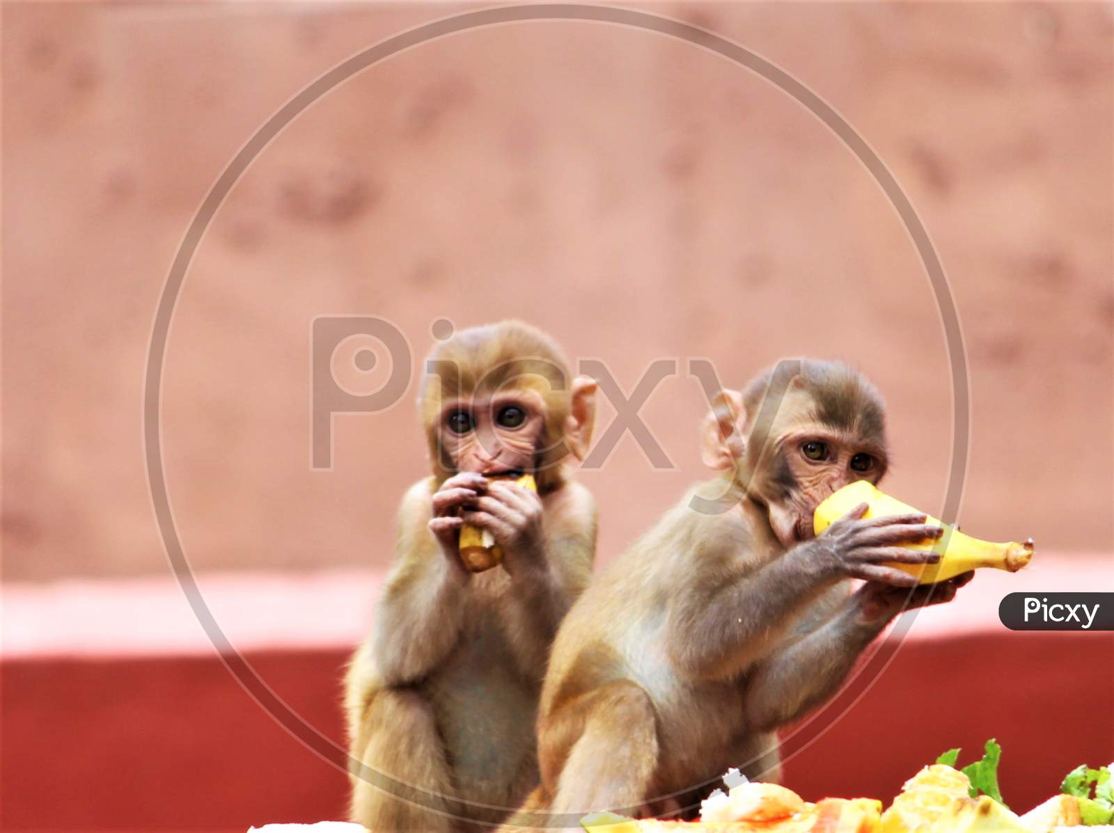 Baby Rhesus Macaque