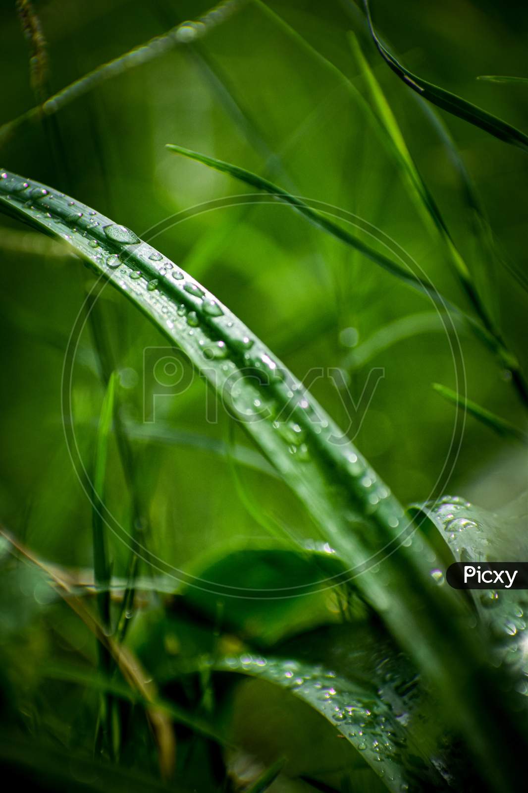 waterdrops on grass