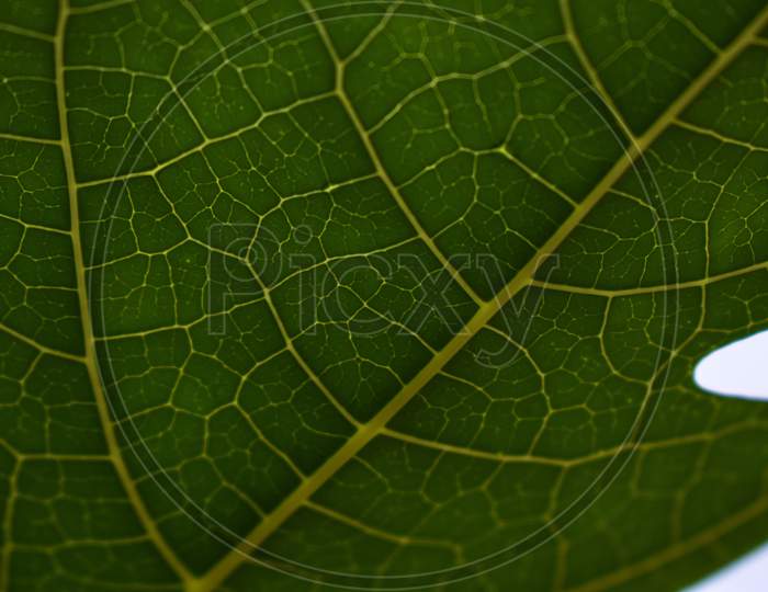 Close Up Macro Shot Of A Leaf And Its Style