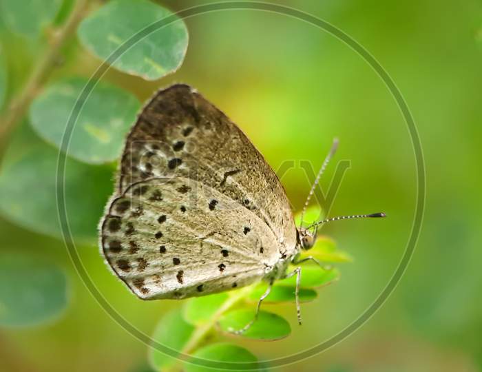 pale grass blue butterfly