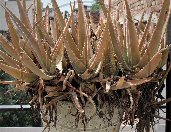 Alovera plant