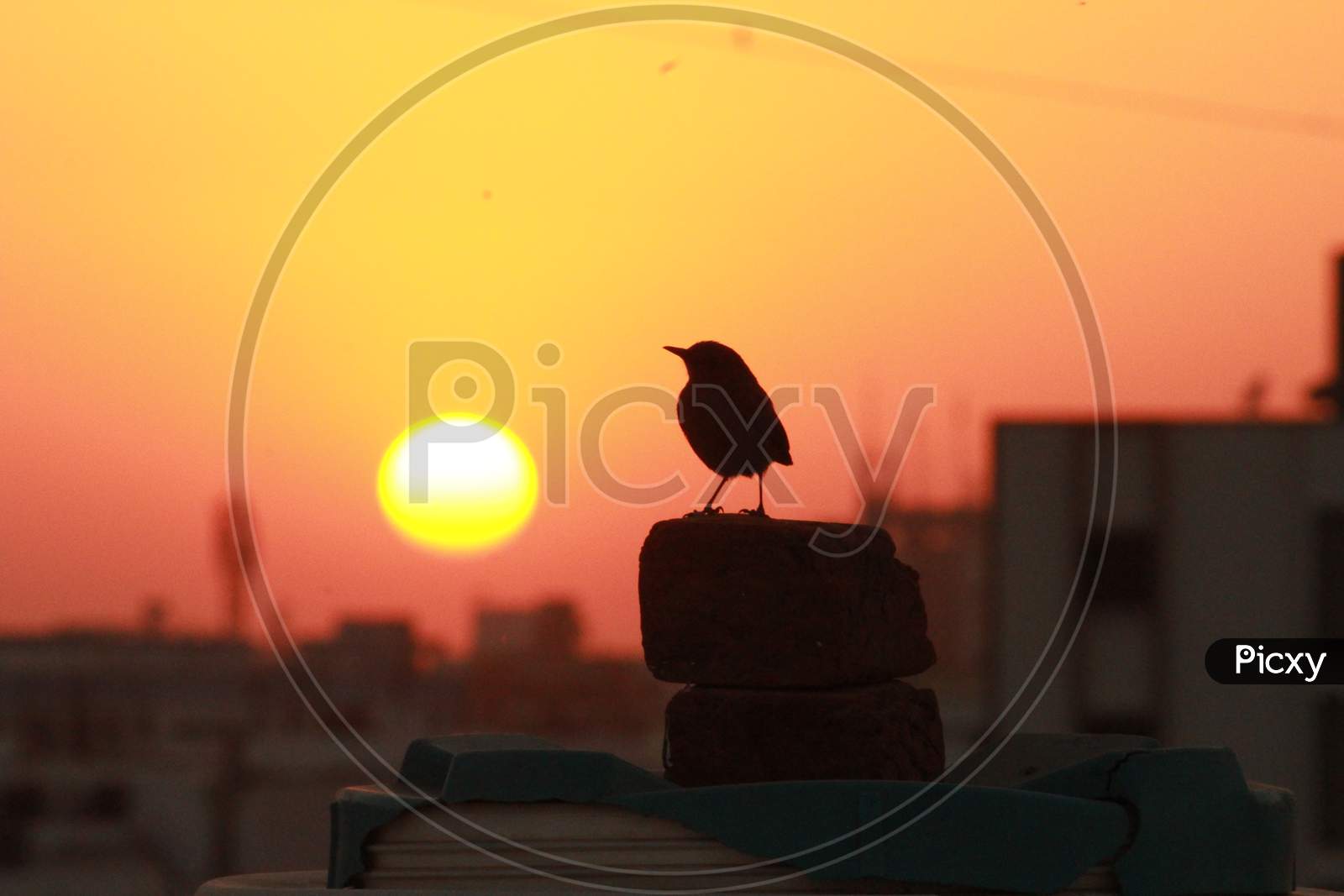 Bird With Sunset