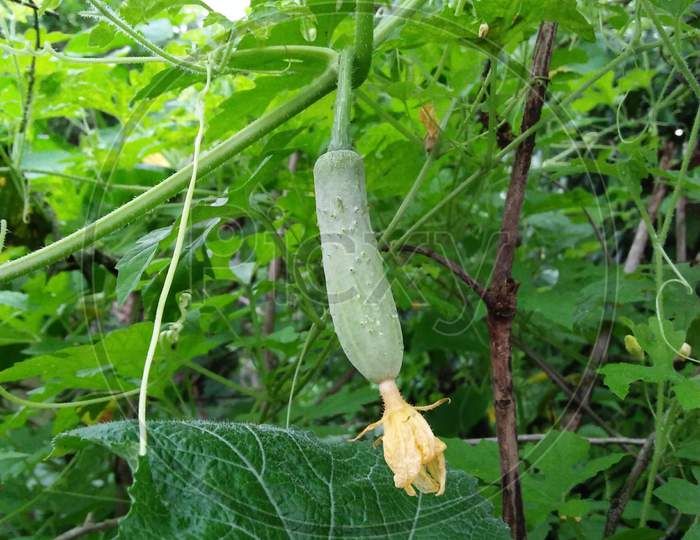 Natural cucumber with flower, natural pic