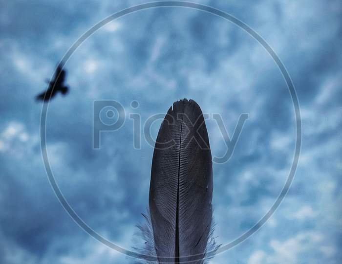 Feather of bird