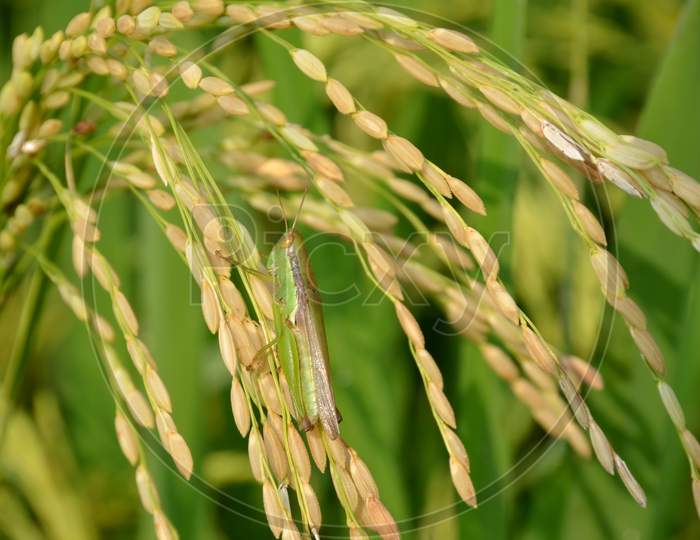 The Green Bug Insect Hold On Paddy Plant Grains In The Field Meadows.